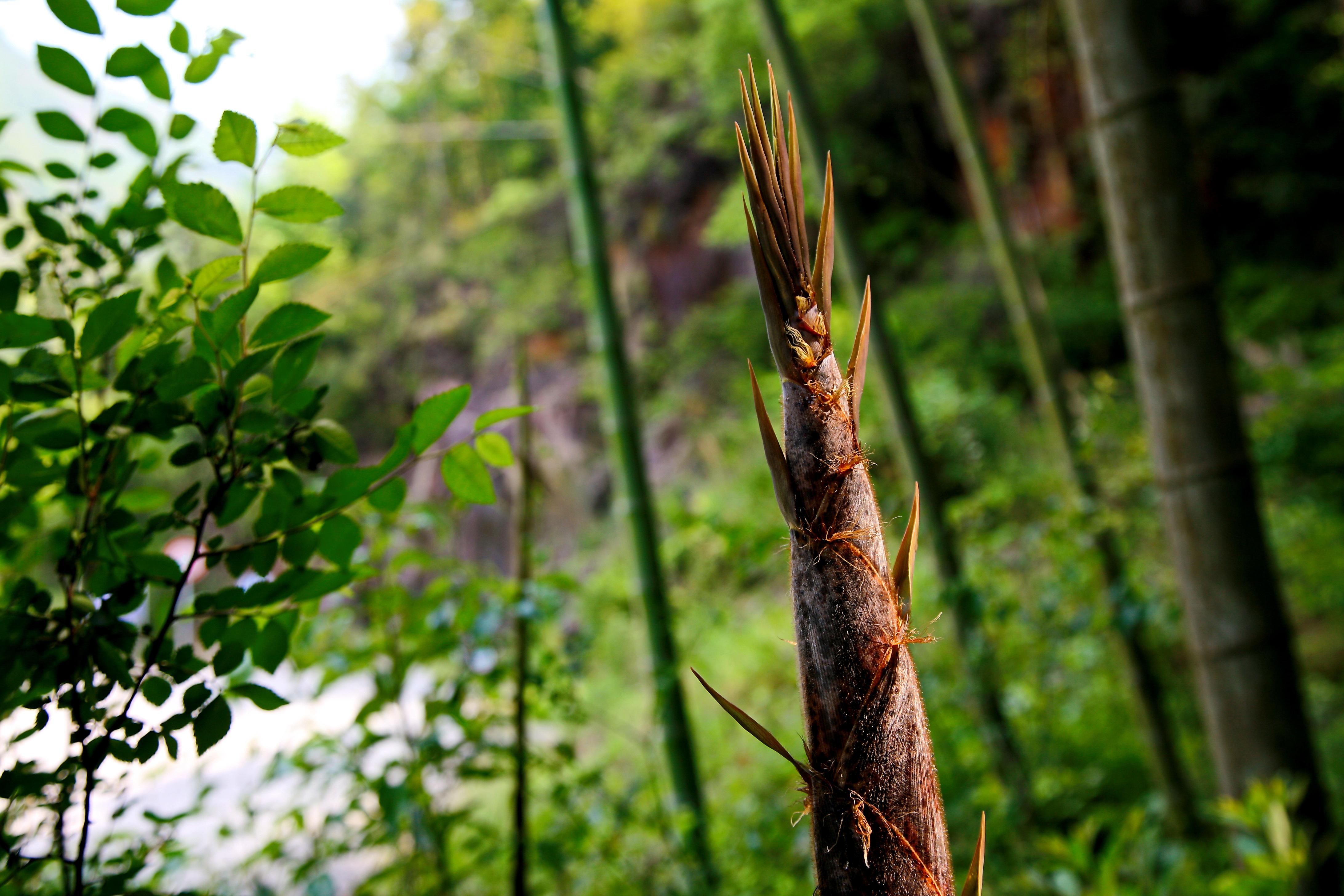 谷雨之后，如何“吃春”？这样“食补”吃货最爱